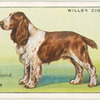 English Springer Spaniel.