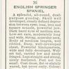 English Springer Spaniel.
