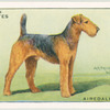 Airedale Terrier.