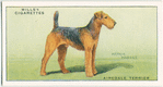 Airedale Terrier.