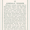 Airedale Terrier.