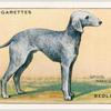 Bedlington Terrier.