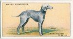 Bedlington Terrier.