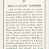 Bedlington Terrier.