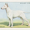 Bull Terrier.