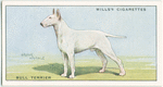 Bull Terrier.
