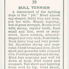 Bull Terrier.