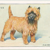 Cairn Terrier.