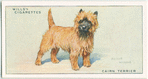 Cairn Terrier.