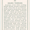 Cairn Terrier.