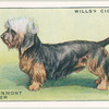 Dandie Dinmont Terrier.