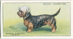 Dandie Dinmont Terrier.
