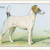 Smooth Fox Terrier.