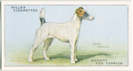 Smooth Fox Terrier.