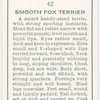 Smooth Fox Terrier.