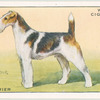 Wire Fox Terrier.