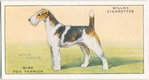 Wire Fox Terrier.