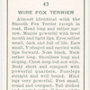 Wire Fox Terrier.