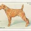Irish Terrier.
