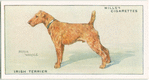 Irish Terrier.