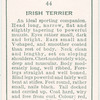 Irish Terrier.