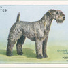 Kerry Blue Terrier.
