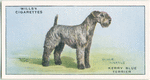 Kerry Blue Terrier.