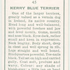 Kerry Blue Terrier.