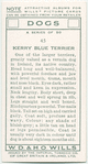 Kerry Blue Terrier.