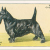 Scottish Terrier.