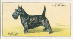 Scottish Terrier.