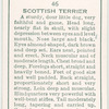 Scottish Terrier.