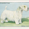 Sealyham Terrier.