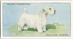Sealyham Terrier.