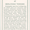 Sealyham Terrier.