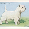 West Highland White Terrier.