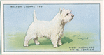 West Highland White Terrier.