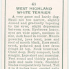 West Highland White Terrier.