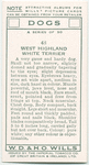 West Highland White Terrier.