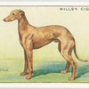 Whippet.