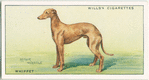 Whippet.