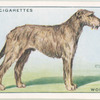 Irish Wolfhound.