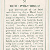 Irish Wolfhound.