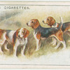 Beagles