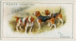 Beagles