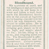 Bloodhound