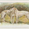 Borzois