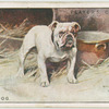 Bulldog
