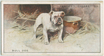 Bulldog