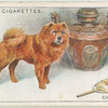 Chow-Chow
